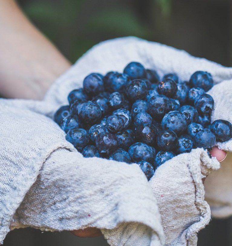 How Coco Peat Helps Grow Healthy, High-Quality Fruits Like Blueberries